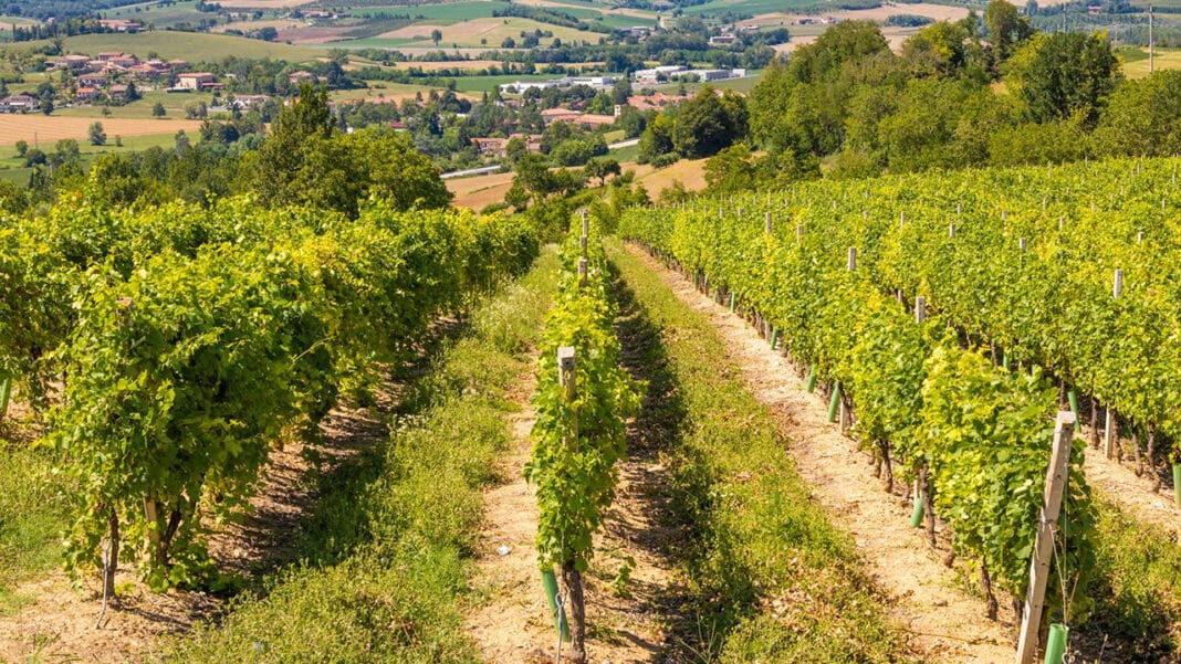 Le Melon de Bourgogne : Cépage d’Exception du Muscadet